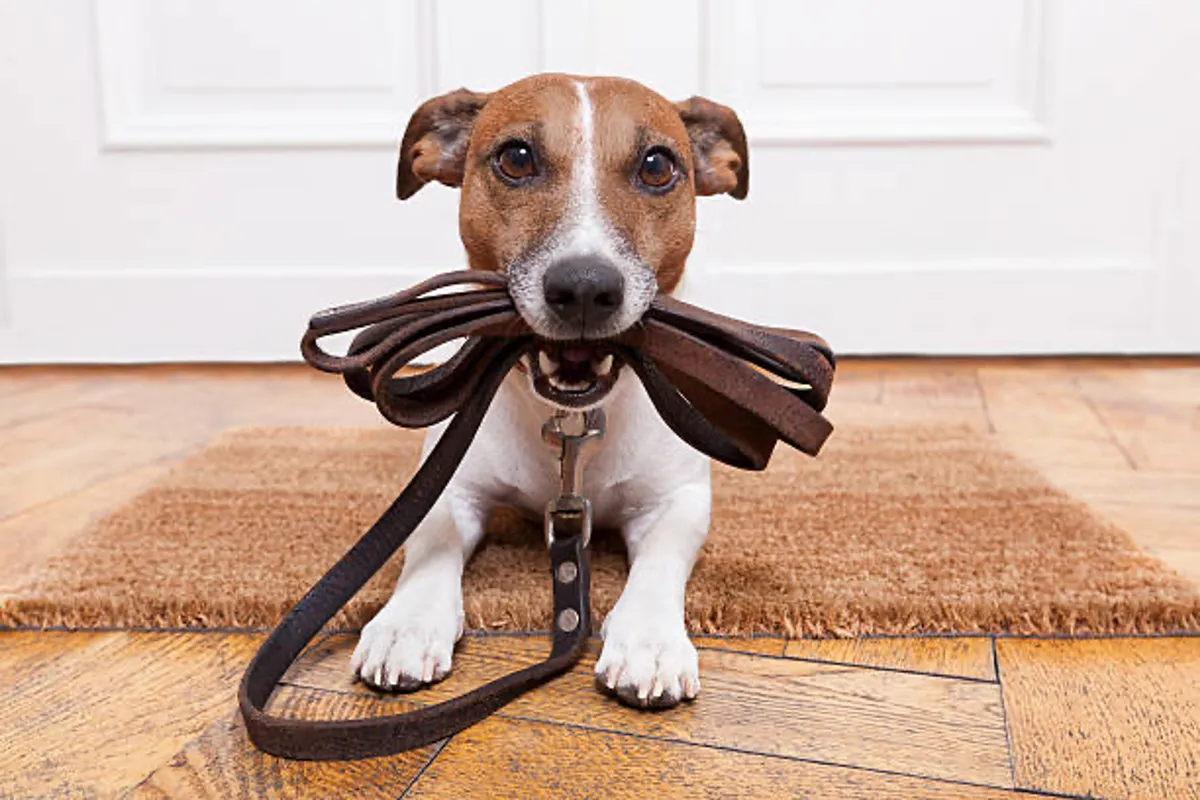 An interior doorway scene featuring a cheerful dog on a leash waiting at the threshold, ready to head outside. The doormat and bright lighting create a playful, welcoming vibe, hinting at the property's pet-friendly appeal and seamless indoor-outdoor flow.